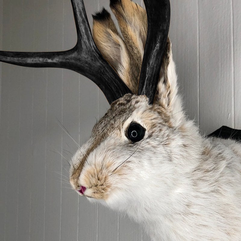 Kunstmatige jackalope taxidermie decoratie