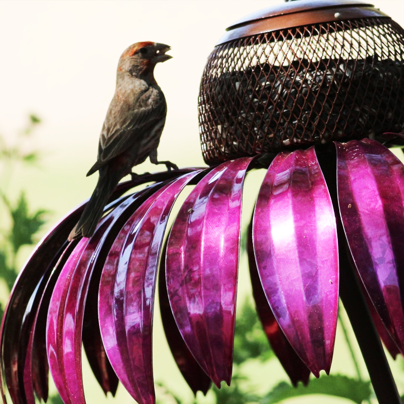 Zonnehoed Vogelvoeder